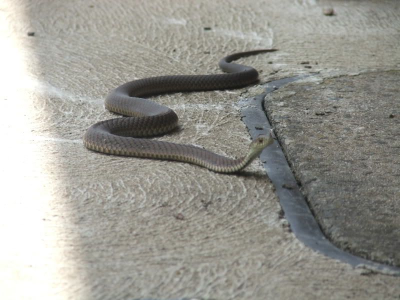 Copperhead in a hole. Aussie Pythons & Snakes Forum